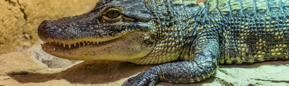 While you roam around Florida this season, Marinalife challenges you to join the local fun and find logos and symbols that incorporate these unique creatures into everyday life.